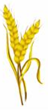 ט”ו בשבט by shlomo zimerman - Ourboox.com