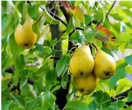 ט”ו בשבט by shlomo zimerman - Ourboox.com