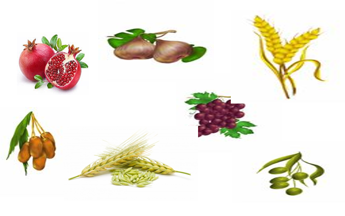 ט”ו בשבט by shlomo zimerman - Ourboox.com