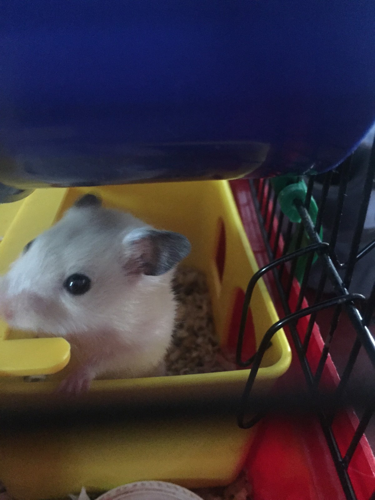 Наші домашні улюбленці by Марія Харук - Ourboox.com