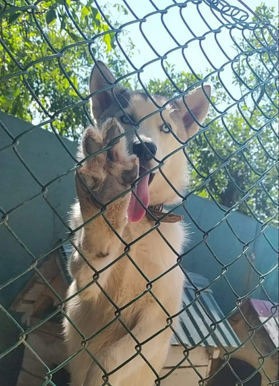 Наші домашні улюбленці by Марія Харук - Ourboox.com