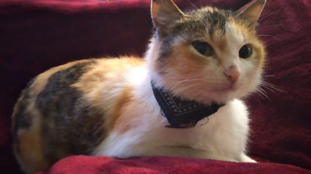 Наші домашні улюбленці by Марія Харук - Ourboox.com