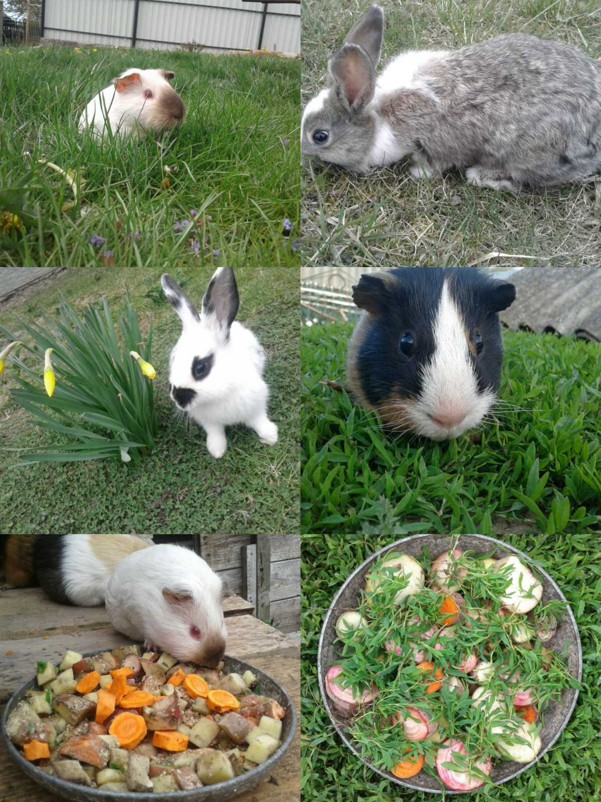 Наші домашні улюбленці by Марія Харук - Ourboox.com