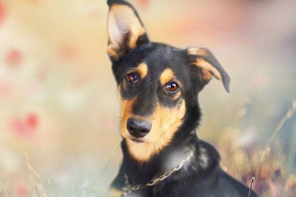 Наші домашні улюбленці by Марія Харук - Ourboox.com