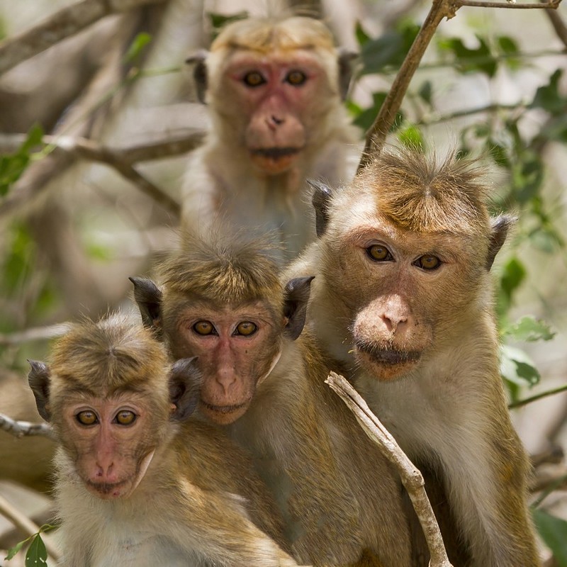 רשמב”א רשמב”א רשמב”א by Manal SG - Illustrated by Manal - Ourboox.com