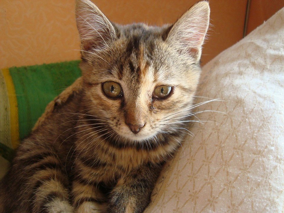 МОЯ КИЦЯ by litus AIisa - Ourboox.com