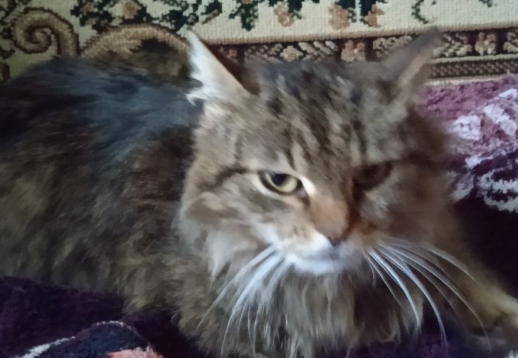 Наші домашні улюбленці by Марія Харук - Ourboox.com