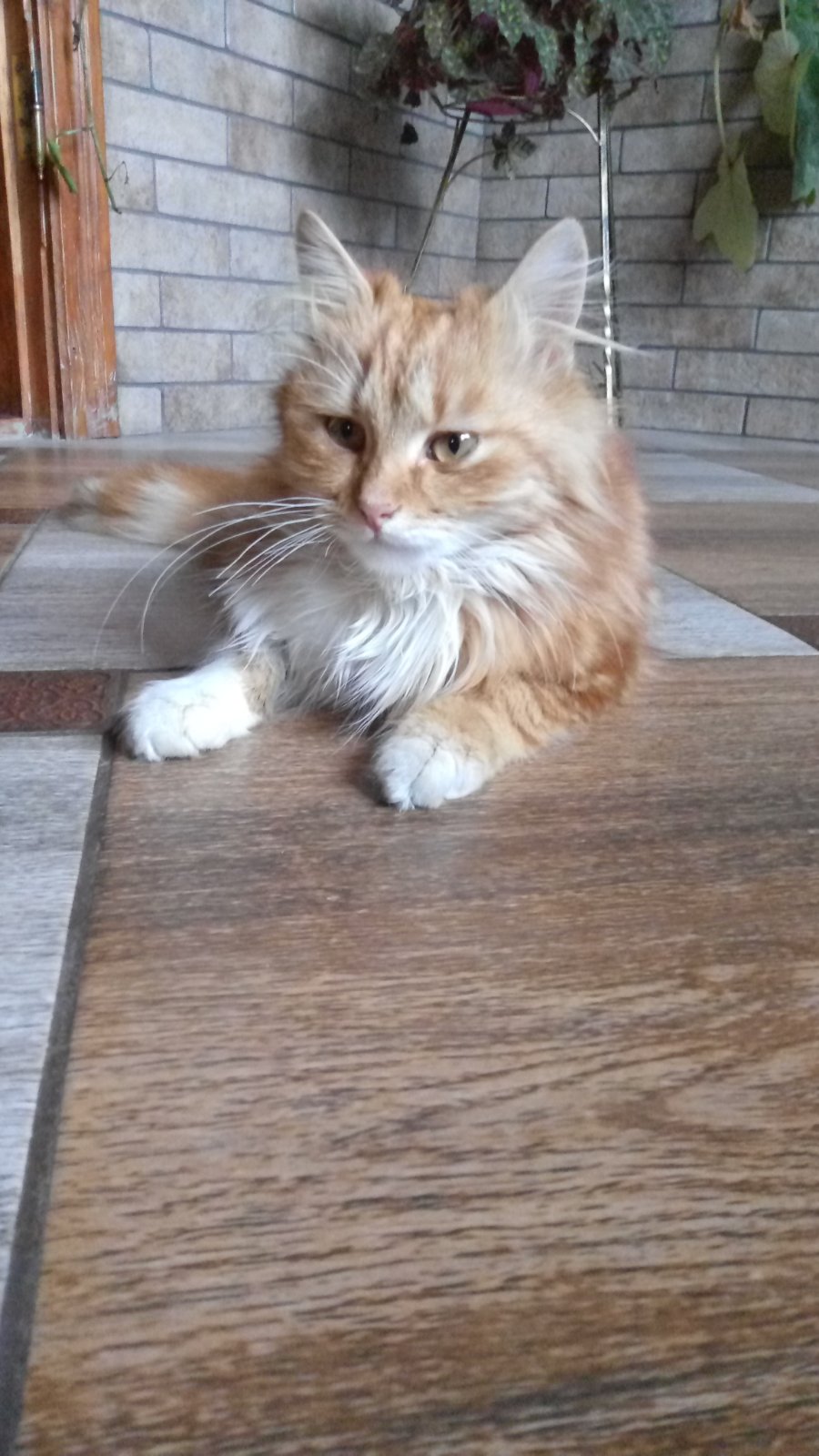 Наші домашні улюбленці by Марія Харук - Ourboox.com