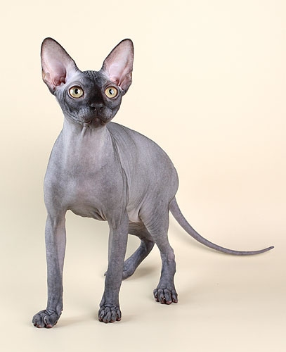 Канадські сфінкси by Злата Негода - Ourboox.com