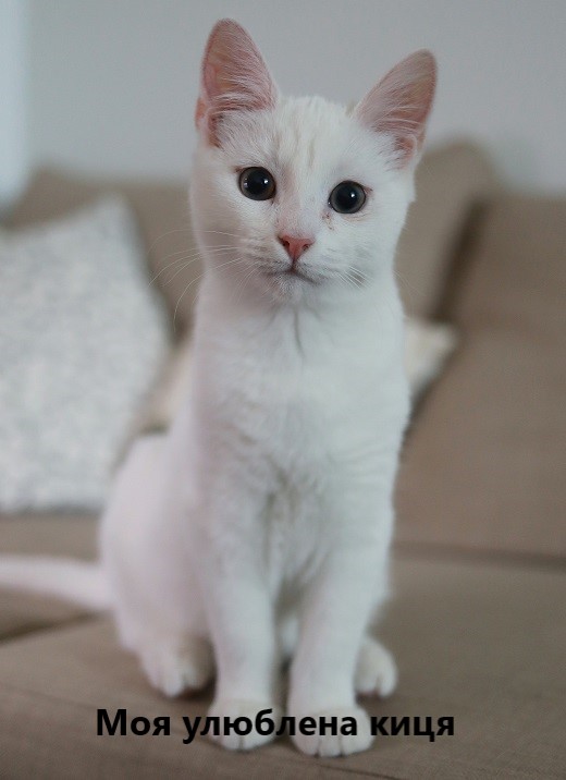 Моя киця by litus AIisa - Ourboox.com