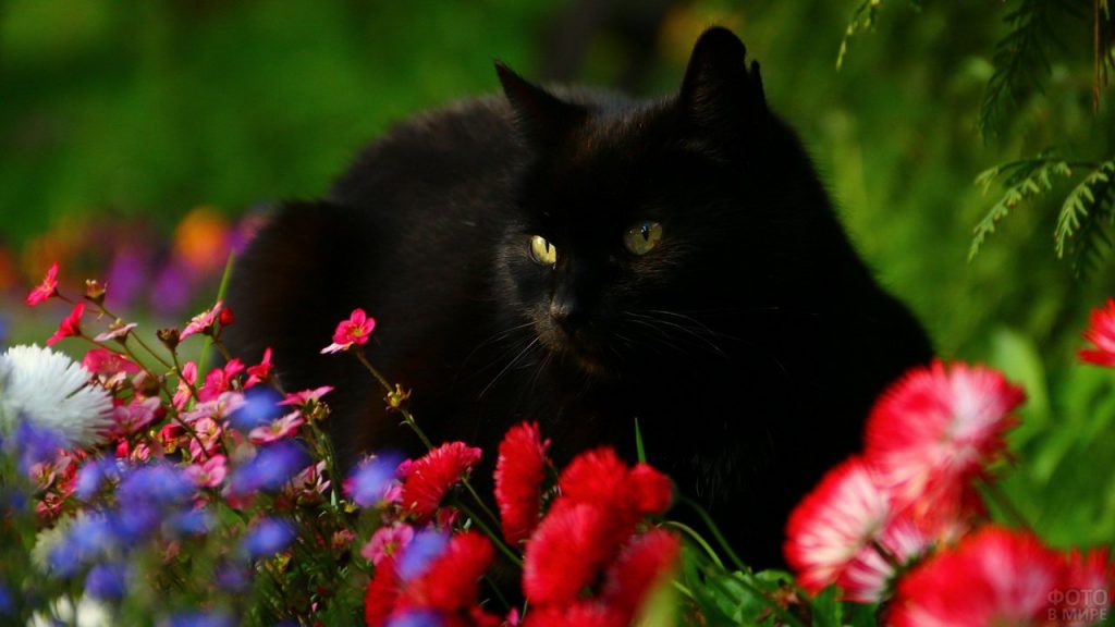 моя киця by litus AIisa - Ourboox.com