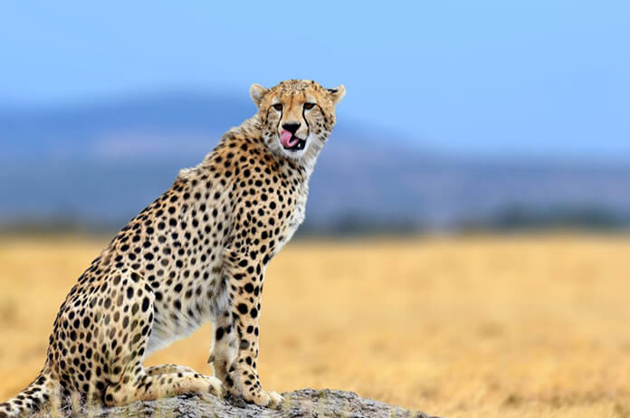 endangered animals affected by the global warming by in nature animals - Ourboox.com