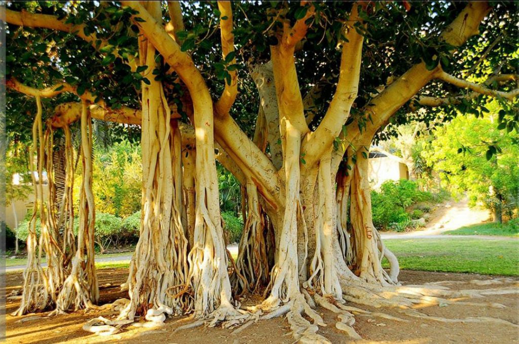 שמורת עין גדי by hadar aharon - Ourboox.com