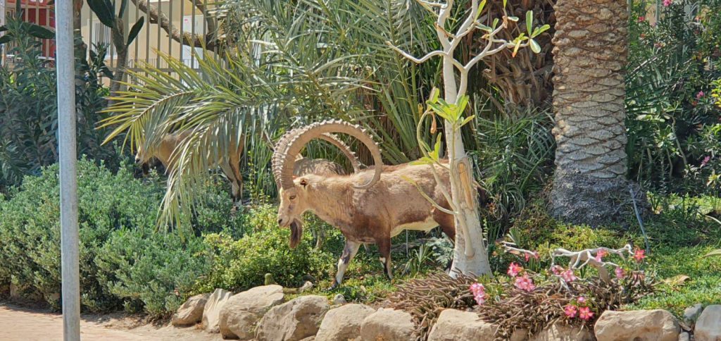 שמורת עין גדי by hadar aharon - Ourboox.com