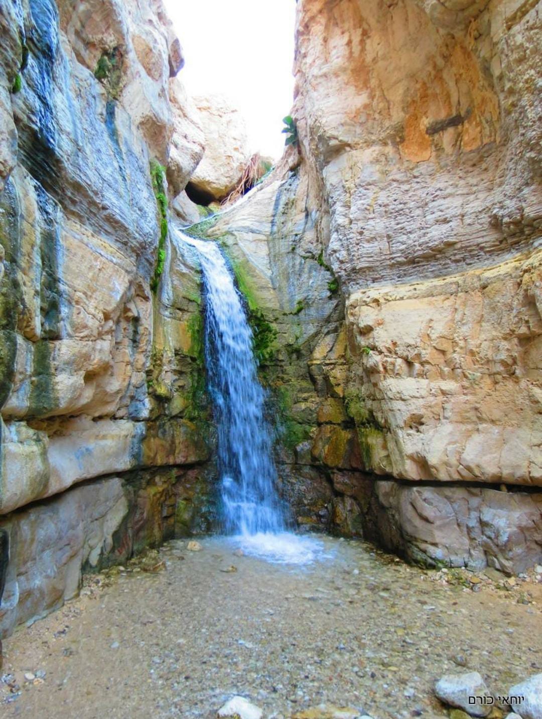 שמורת עין גדי by hadar aharon - Ourboox.com