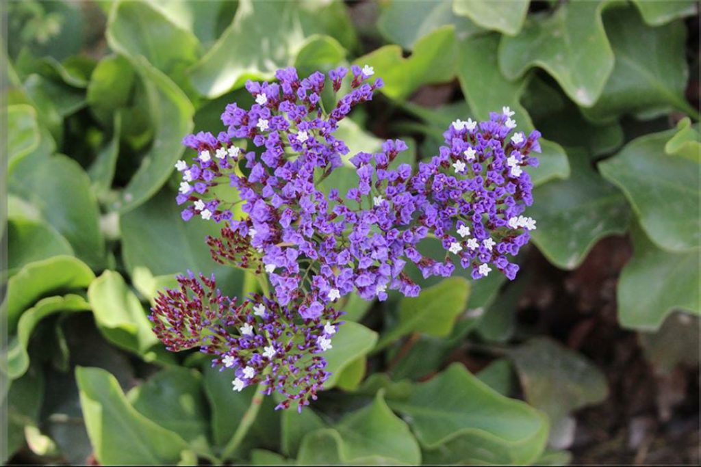 שמורת עין גדי by hadar aharon - Ourboox.com