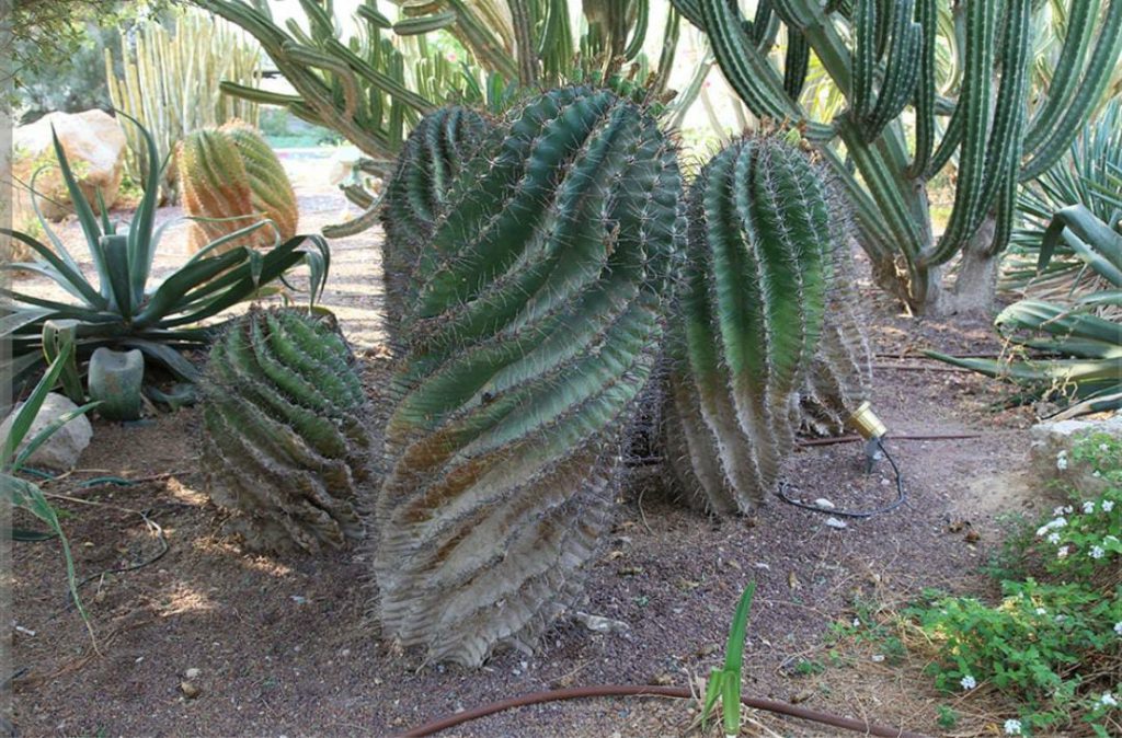 שמורת עין גדי by hadar aharon - Ourboox.com