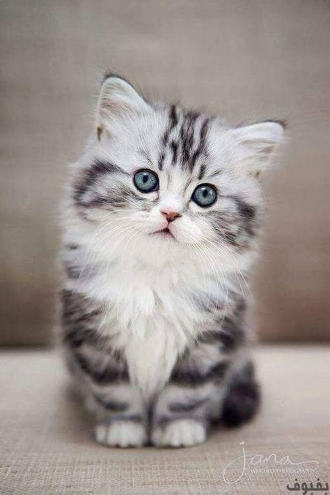 AHMAD AND THE CAT by heba - Ourboox.com