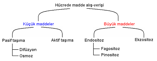 9/A 142 Etkin Omaygenç Biyoloji Ödevi by Etkin Omaygenç - Ourboox.com