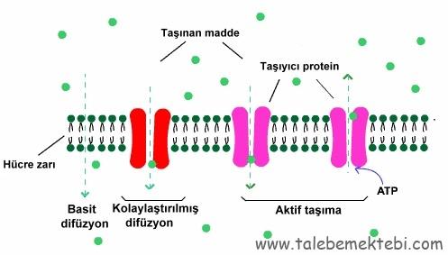 9/A 142 Etkin Omaygenç Biyoloji Ödevi by Etkin Omaygenç - Ourboox.com