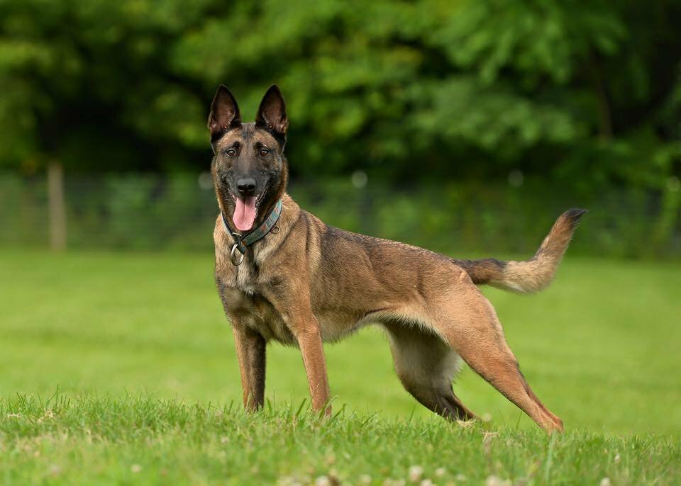 Бельгійська вівчарка by Mykola Yaroshenko - Ourboox.com