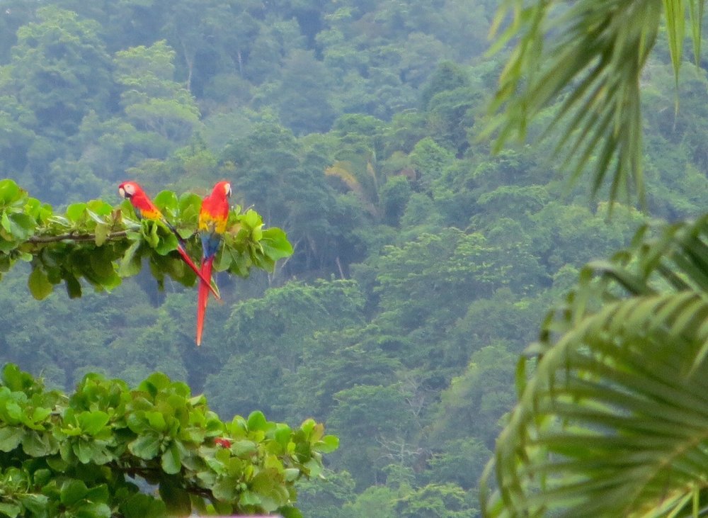 Costa Rica by Dallore - Ourboox.com