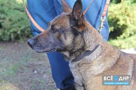 Бельгійська вівчарка by Mykola Yaroshenko - Ourboox.com