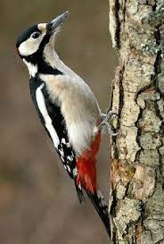 Вивчаємо птахи разом by Ustymenko Viktoria - Ourboox.com