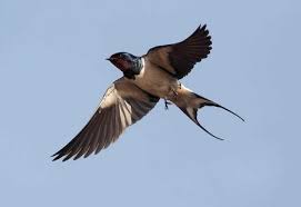 Вивчаємо птахи разом by Ustymenko Viktoria - Ourboox.com