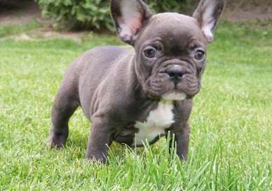 Моя собачка by Sasha - Illustrated by Маша - Ourboox.com