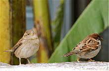 שתי ציפורים קטנות by Rehab abn hmmad - Ourboox.com