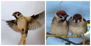 שתי ציפורים קטנות by Rehab abn hmmad - Ourboox.com