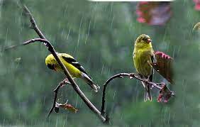 שתי ציפורים קטנות by Rehab abn hmmad - Ourboox.com