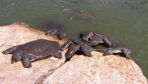 הטיול לנחל אלכסנדר וחוף בית ינאי by agat grait - Illustrated by שלי, שירי, נטלי, עמית ואגת - Ourboox.com