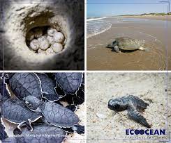 הטיול לנחל אלכסנדר וחוף בית ינאי by agat grait - Illustrated by שלי, שירי, נטלי, עמית ואגת - Ourboox.com