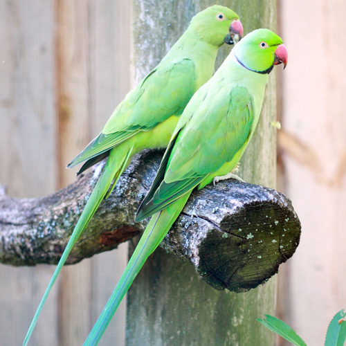 הציפורים by Asmaabohdeeb - Ourboox.com