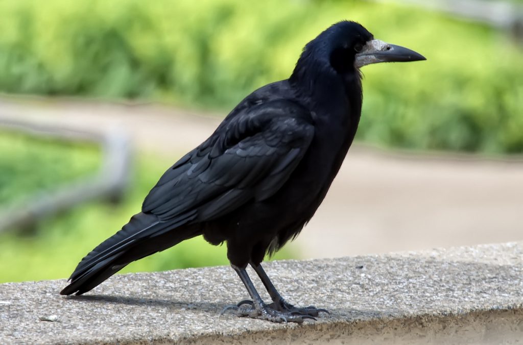 הציפורים by Asmaabohdeeb - Ourboox.com