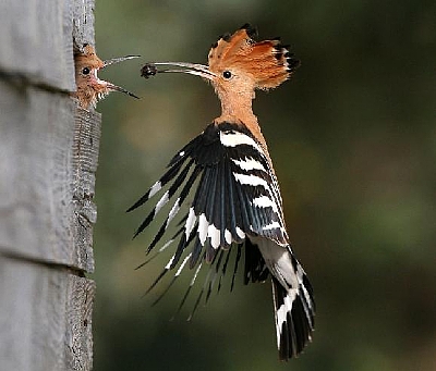 הציפורים by Asmaabohdeeb - Ourboox.com