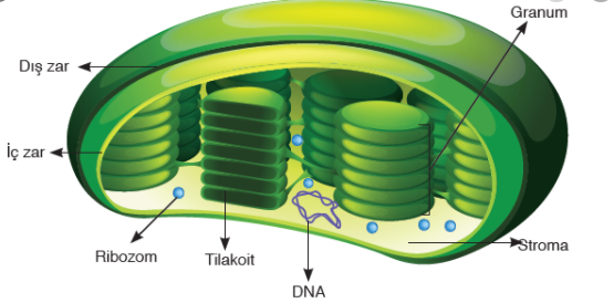 PLASTİTLER by haktan öncel - Ourboox.com