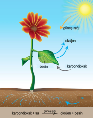 PLASTİTLER by haktan öncel - Ourboox.com