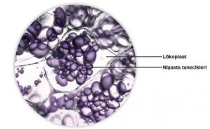 PLASTİTLER by haktan öncel - Ourboox.com
