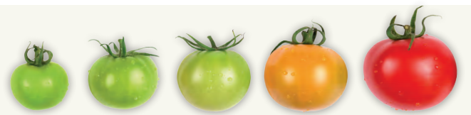 PLASTİTLER by haktan öncel - Ourboox.com