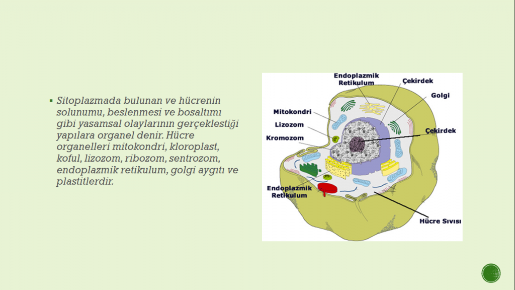 Organeller by Cansu - Ourboox.com