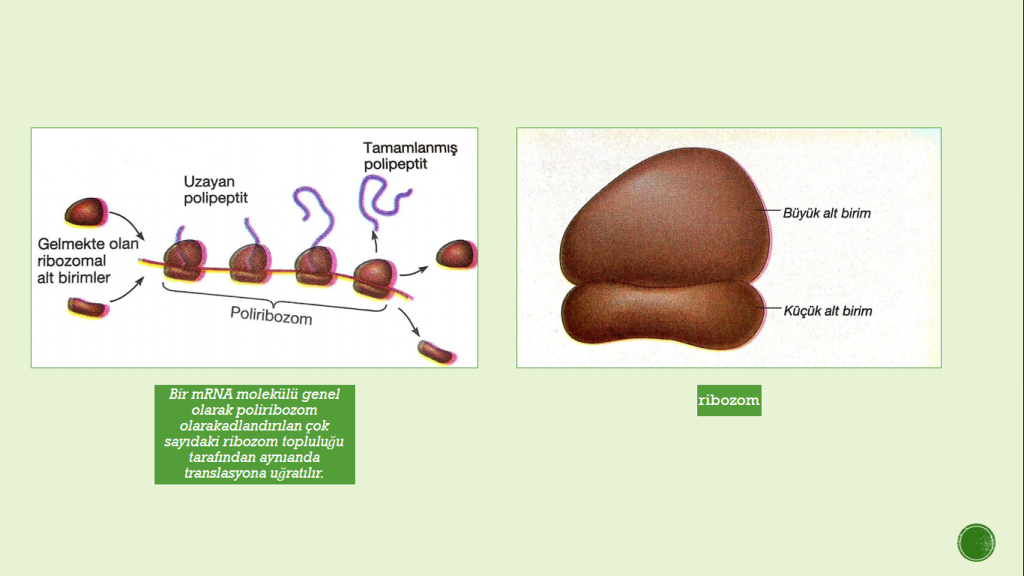 Organeller by Cansu - Ourboox.com