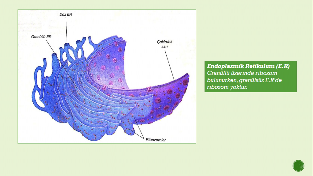 Organeller by Cansu - Ourboox.com