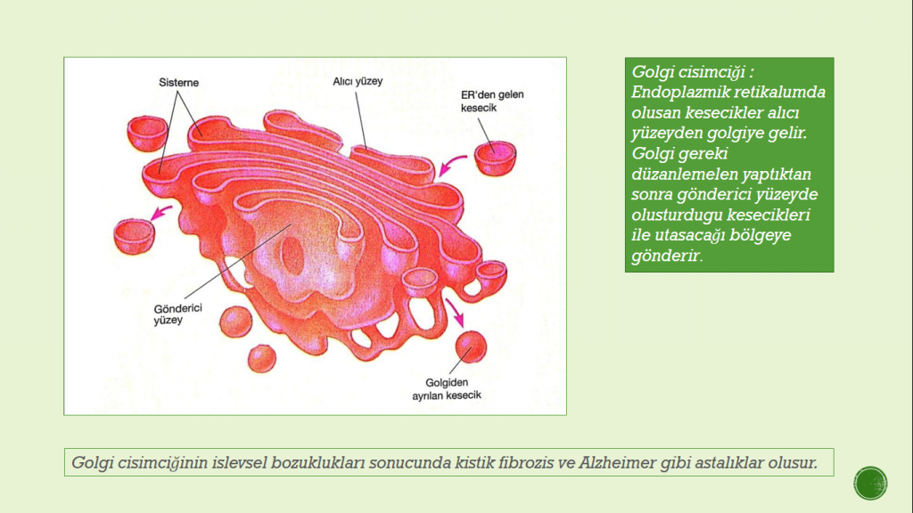 Organeller by Cansu - Ourboox.com
