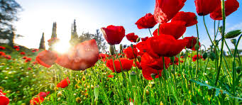 פרחים by sher ayesh - Ourboox.com