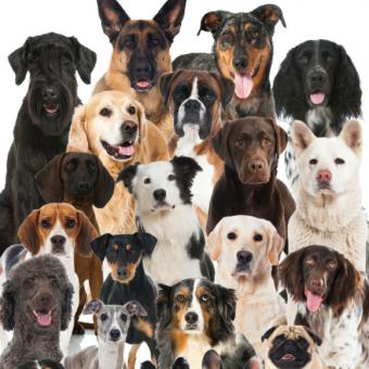 My favorite types of dogs by Noam Banot Pisgat Zeev - Illustrated by NOYA KAZ123 - Ourboox.com