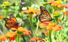 פרפרים by reham - Ourboox.com