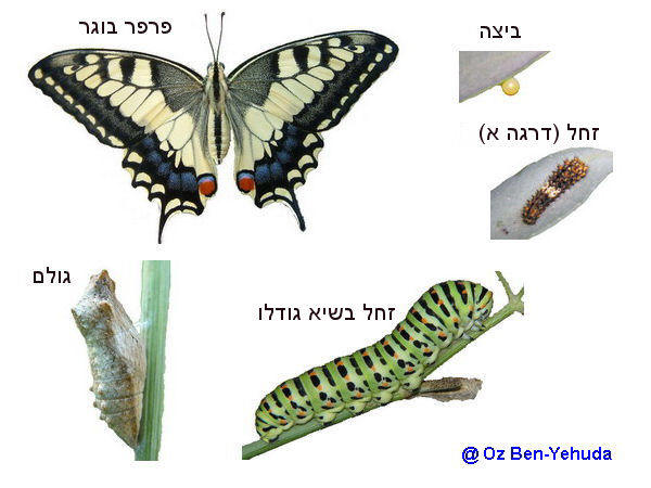 פרפרים by reham - Ourboox.com